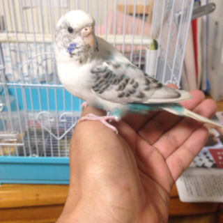 2歳手乗りのぴ〜ちゃん