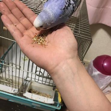 うちの手からよく食べる