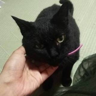 強制退去なんです！クロネコです！