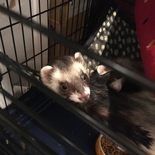 元気溌剌な男の子のフェレット