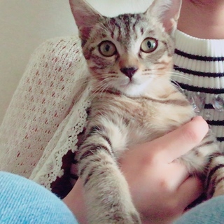 子猫の飼い主さん募集❗❗