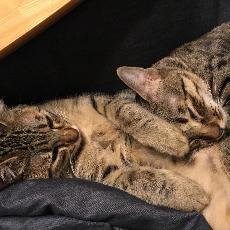 ゆいのカバー写真