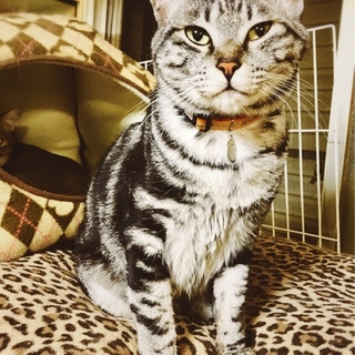 正式譲渡になりました。