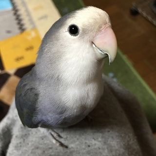 コザクラインコ 