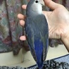 コザクラインコ  サムネイル2