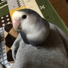 コザクラインコ  サムネイル3