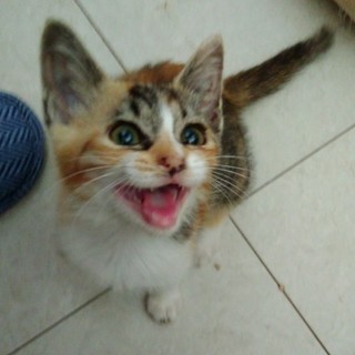 人懐っこいみーちゃん