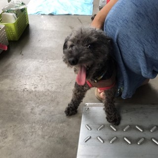 捨てられた黒プードル❤10歳くらい❤三キロ