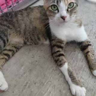 甘えん坊の可愛い女のコです！