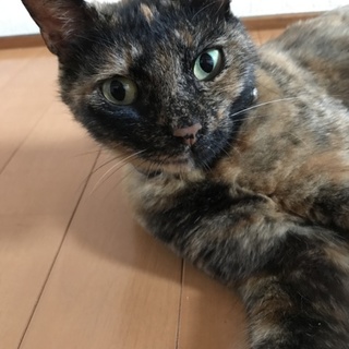 穏やかな性格です