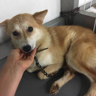 しし罠にかかった美人のちこちゃん！