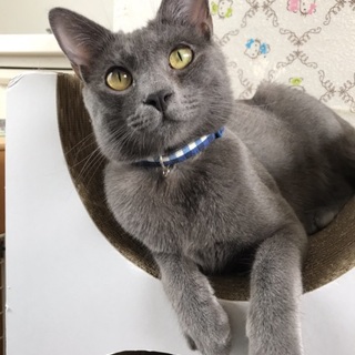 ロシアンブルー風オトコマエくん。