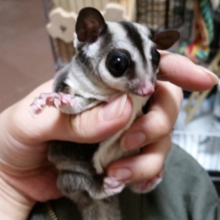 応募者多数のため停止します