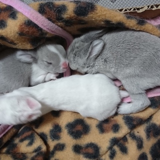 うさぎの里親募集