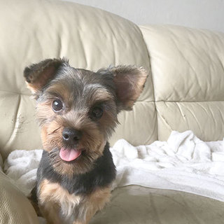 ヨーキーの里親様募集