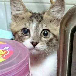 三重県津市　８月６日（日）子猫の譲渡会