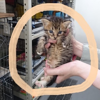 ☆保健所にて里親募集中です☆キジトラ赤ちゃん☆