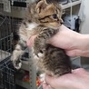 ☆保健所にて里親募集中です☆キジトラ赤ちゃん☆ サムネイル2