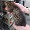 ☆保健所にて里親募集中です☆キジトラ赤ちゃん☆ サムネイル3