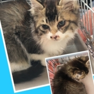 メインクーン系 ウニ 生 北海道 猫の里親募集 ペットのおうち 月間利用者150万人