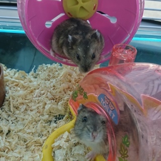 ハムスターの赤ちゃんの里親募集