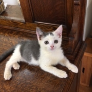 お茶目な子猫兄弟を家族に迎えて下さい！