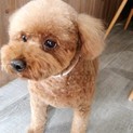 美人で甘えん坊♥トイプードル♪
