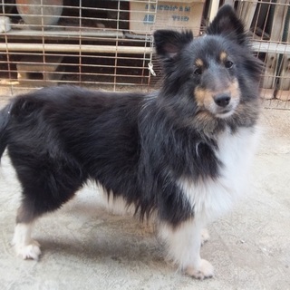 おとなしい黒い女の子