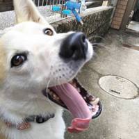 きなこ