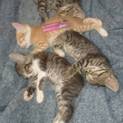 生後1ヶ月半の4匹の子猫たちです！
