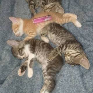 生後1ヶ月半の4匹の子猫たちです！