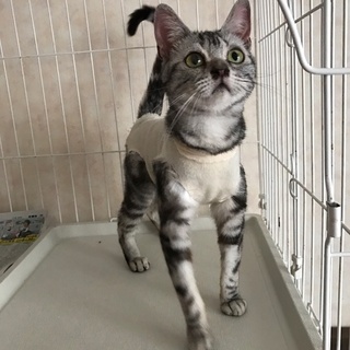 人が大好きな甘えん坊さんです。