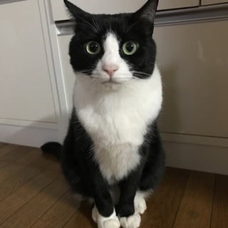 兄弟ねこです。仲良しです。