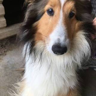 ｼｪﾙﾃｨ♀5才夢ちゃん