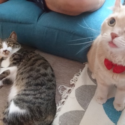 内服も慣れっこ