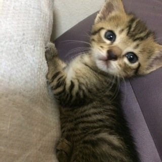 よちよち赤ちゃん