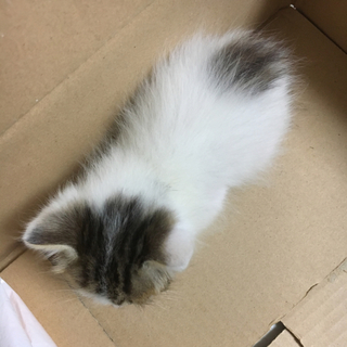 手のひらサイズ 赤ちゃん猫の里親探しています！