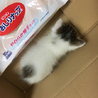 手のひらサイズ 赤ちゃん猫の里親探しています！ サムネイル2