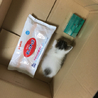 手のひらサイズ 赤ちゃん猫の里親探しています！ サムネイル4