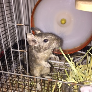 ブルーデグーのメス、お願いします。