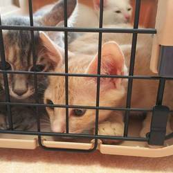 8月5日(土)に愛知県豊橋市で譲渡会！