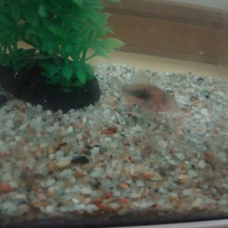 コリドラス１匹+飼育セット