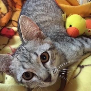 綺麗な毛並みの なつ君。