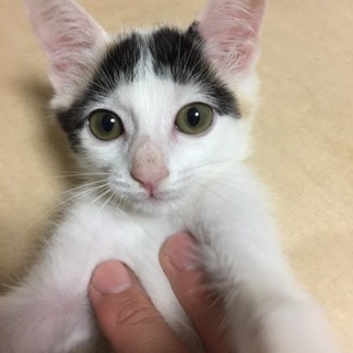 保健所より保護しました。 