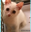 かわいい子猫の里親さんを募集します。