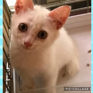 かわいい子猫の里親さんを募集します。