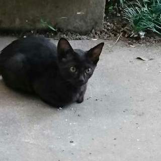 クロネコ（子猫）の里親さん募集