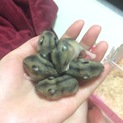 ハムスター生後1ヶ月