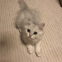 モモ