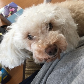 おとなしい女の子イチゴちゃんです